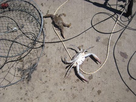 Catching Crabs with a Crab Net