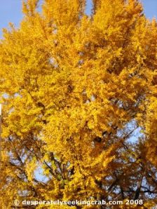 Beautiful Mature Ginkgo in Washington D.C.