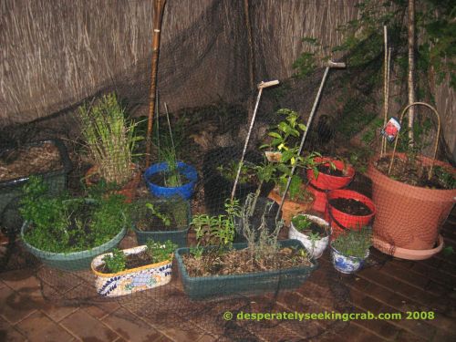 My pots covered in bird netting