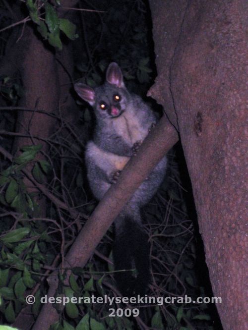 Australian Ring-tailed Possum